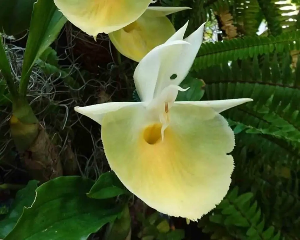 Riego de orquídeas Catasetum: 9 conceptos a dominar
