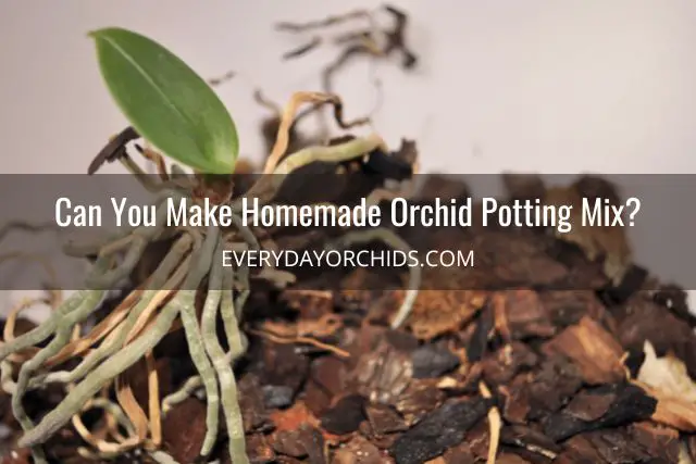 Cómo elegir la mejor mezcla para macetas de orquídeas
