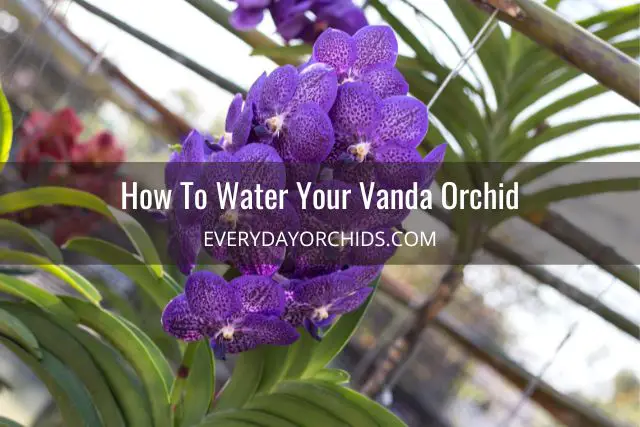 Guía de cuidado de orquídeas Vanda