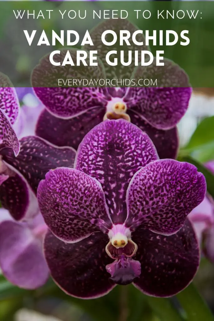Guía de cuidado de orquídeas Vanda