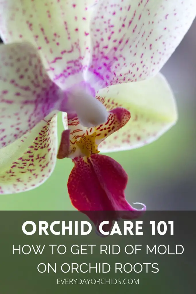 Cómo tratar el moho en raíces de orquídeas y sustratos para macetas