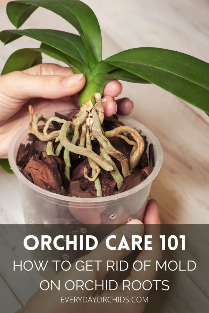 Cómo tratar el moho en raíces de orquídeas y sustratos para macetas
