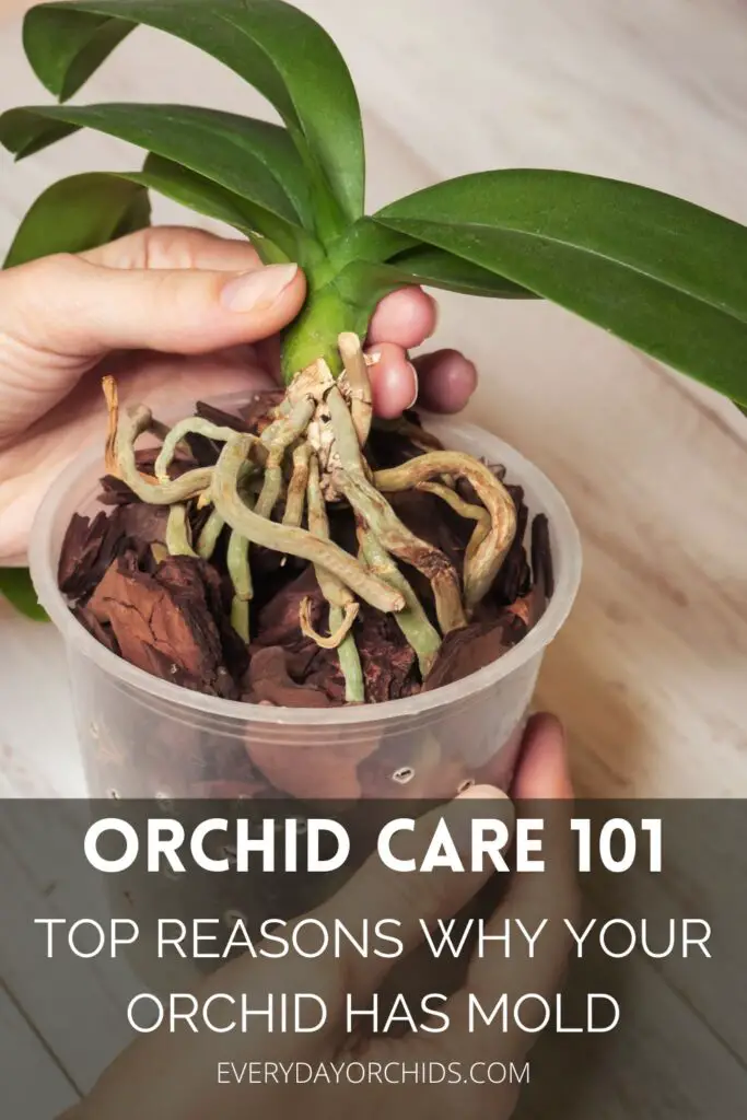 ¿Por qué las raíces de mis orquídeas tienen moho?