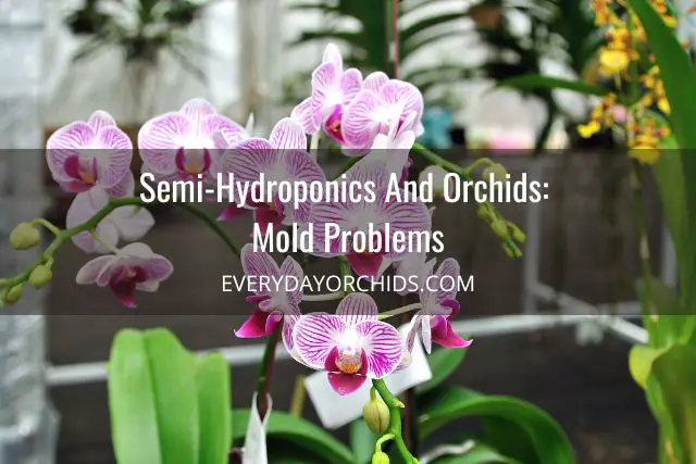 ¿Por qué las raíces de mis orquídeas tienen moho?