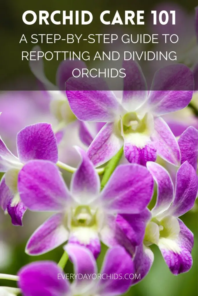 Cuidado de orquídeas: trasplante y división de orquídeas
