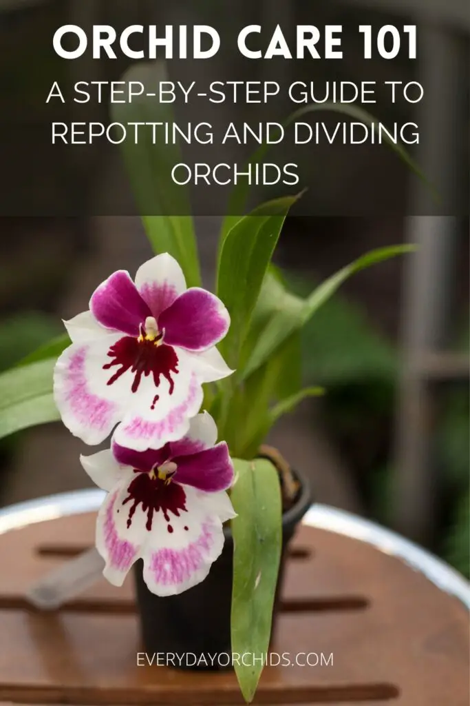 Cuidado de orquídeas: trasplante y división de orquídeas