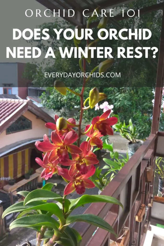 Orquídeas en invierno: ¿Tu orquídea necesita un descanso invernal?