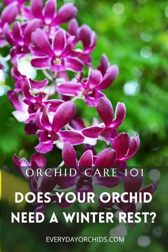 Orquídeas en invierno: ¿Tu orquídea necesita un descanso invernal?