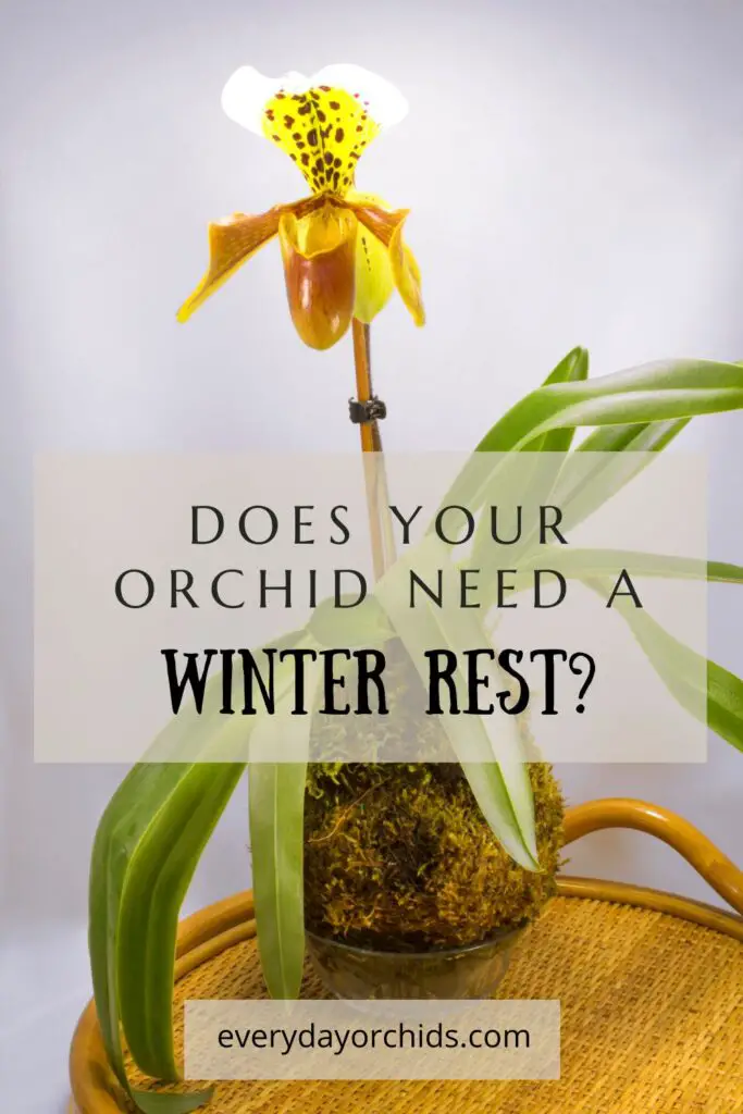 ¿Cómo le das a tus orquídeas un descanso de invierno?