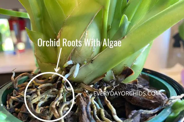 Cómo deshacerse de las algas en las orquídeas