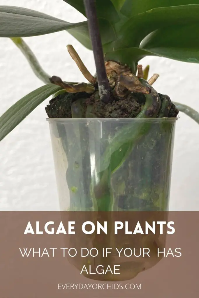 Cómo deshacerse de las algas en las orquídeas
