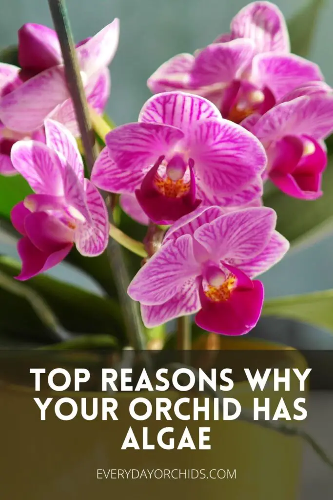 ¿Por qué hay algas en las raíces de tus orquídeas?
