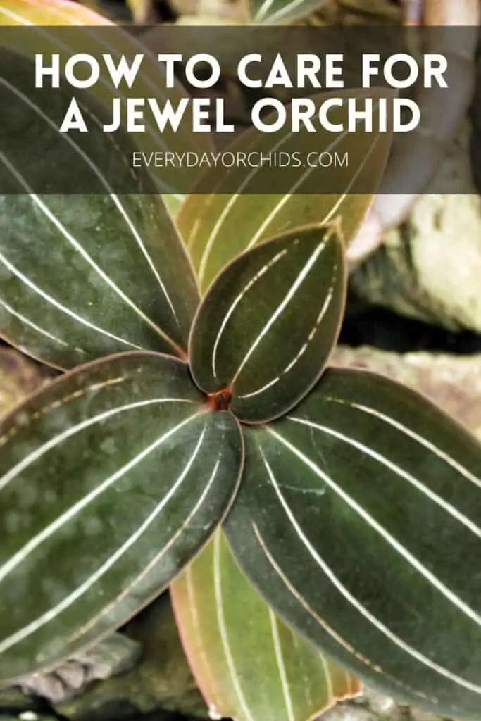 Guía de cuidado de orquídeas joya