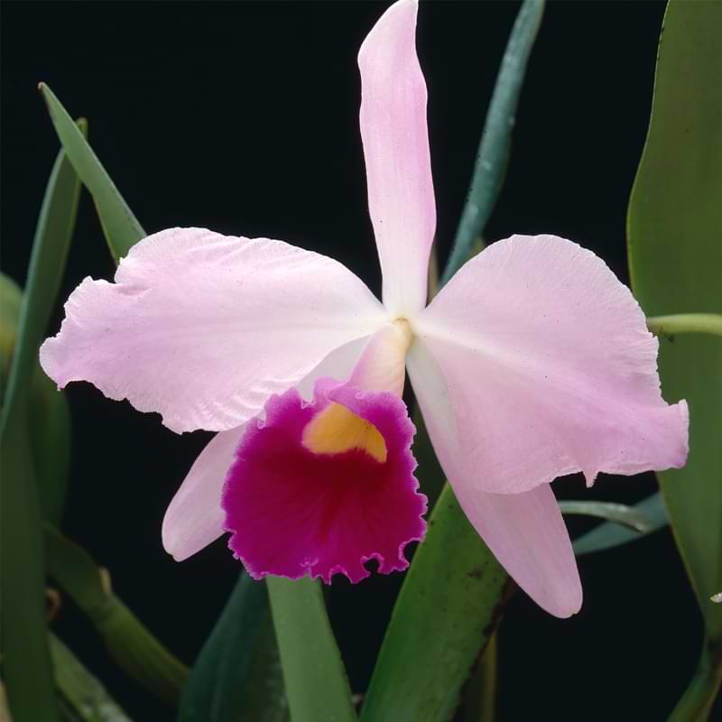 Guía de cultivo y cuidado de orquídeas Cattleya