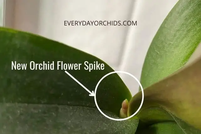 Orquídeas: Nueva Flor Spike Vs Root