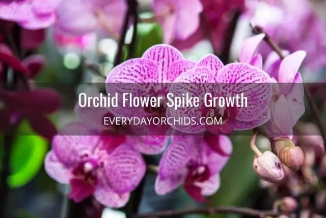 Orquídeas: Nueva Flor Spike Vs Root