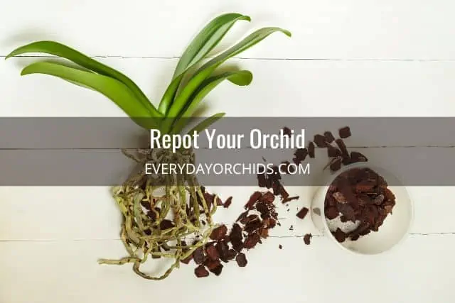 Cómo detectar la pudrición de la raíz en las orquídeas
