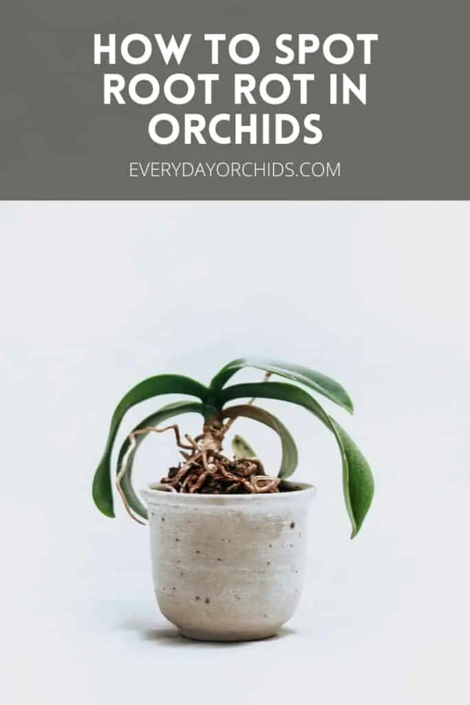 Cómo detectar la pudrición de la raíz en las orquídeas