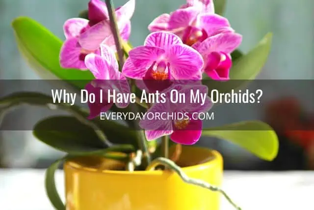 ¿Hormigas en las orquídeas? Esto es lo que debe hacer