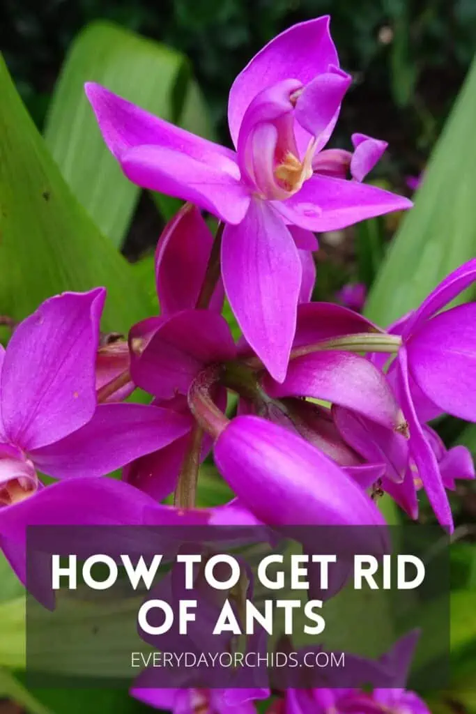 ¿Hormigas en las orquídeas? Esto es lo que debe hacer