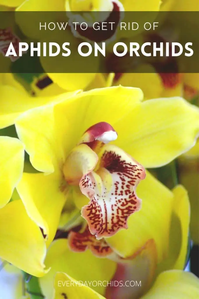 Cómo deshacerse de los pulgones en las orquídeas
