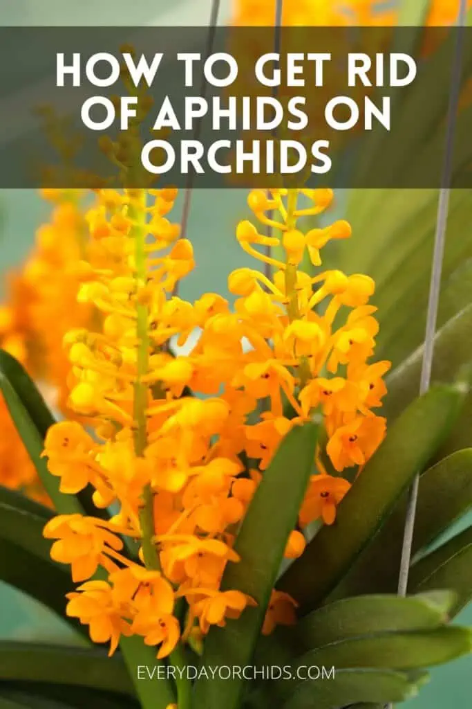 Cómo deshacerse de los pulgones en las orquídeas