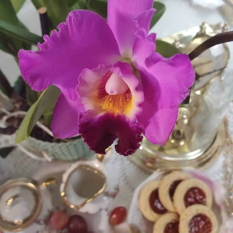 Adición de cal dolomita para las orquídeas: por qué, cuándo y cuánto