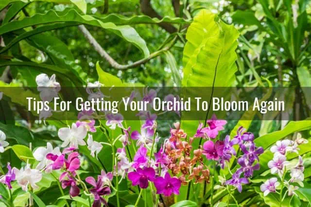 ¿Con qué frecuencia florecen las orquídeas?