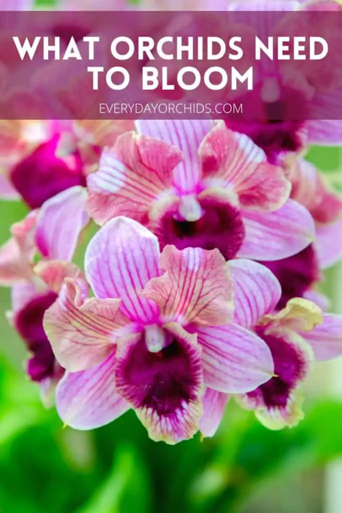 ¿Con qué frecuencia florecen las orquídeas?