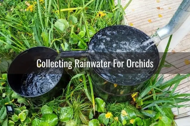¿Puedes usar agua de lluvia para las orquídeas?