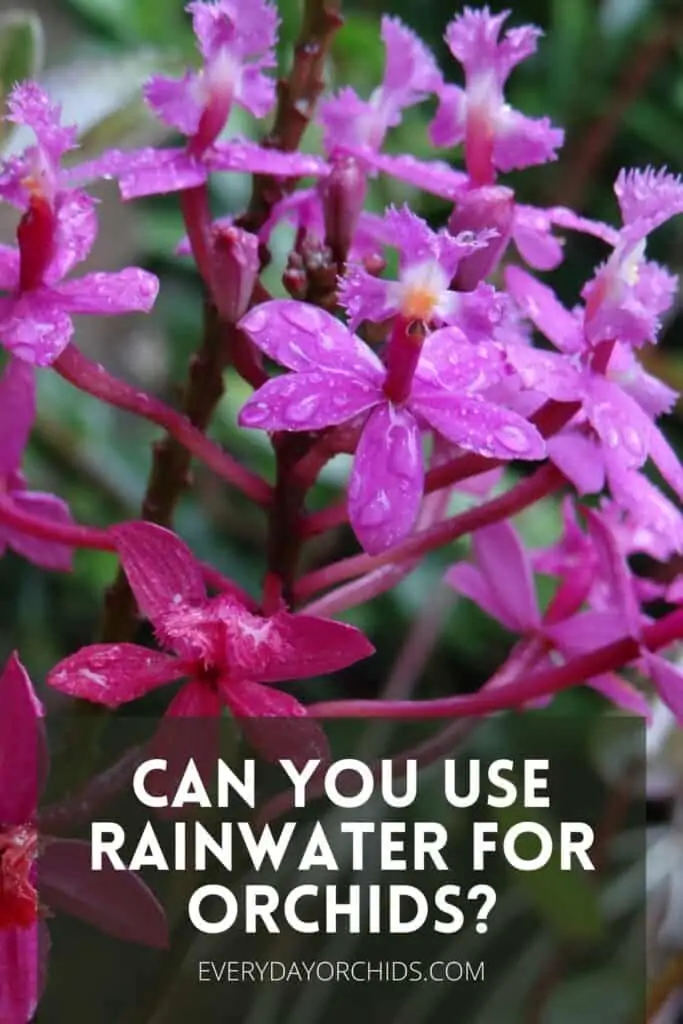 ¿Puedes usar agua de lluvia para las orquídeas?