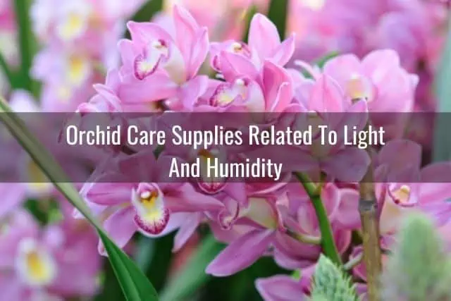 Guías de cuidado de orquídeas y suministros para orquídeas: todo lo que necesita para comenzar