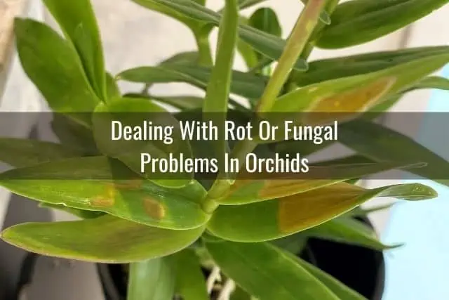 Guías de cuidado de orquídeas y suministros para orquídeas: todo lo que necesita para comenzar