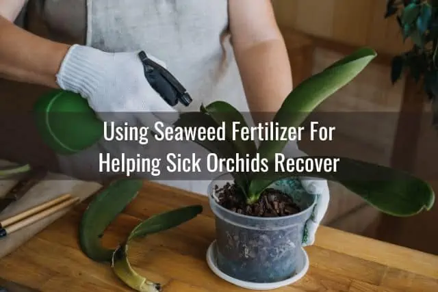 Cómo usar fertilizante de algas marinas o algas marinas en sus plantas