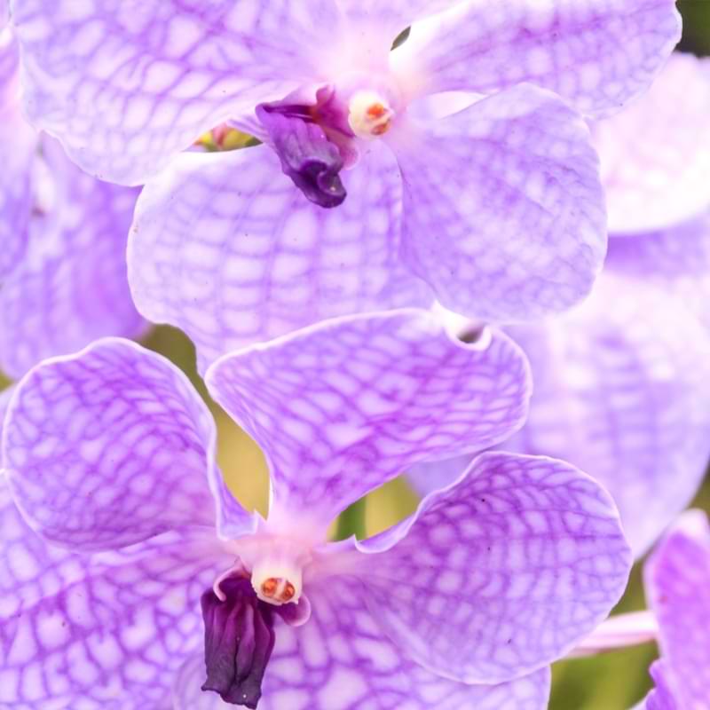 Guía de cultivo y cuidado de las orquídeas Vanda