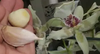 ¿El agua de ajo es buena para las orquídeas? Un análisis en profundidad