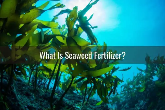 Cinco razones por las que el uso de fertilizantes de algas marinas beneficia a sus plantas