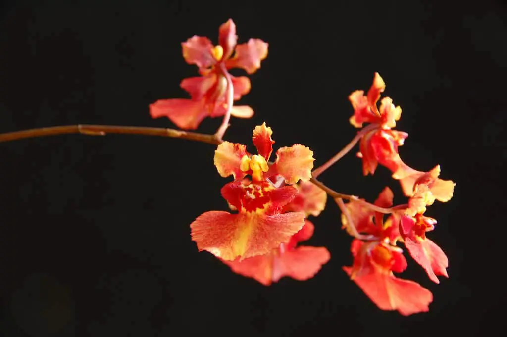 Cultivo de orquídeas Tolumnia Equitant Oncidium