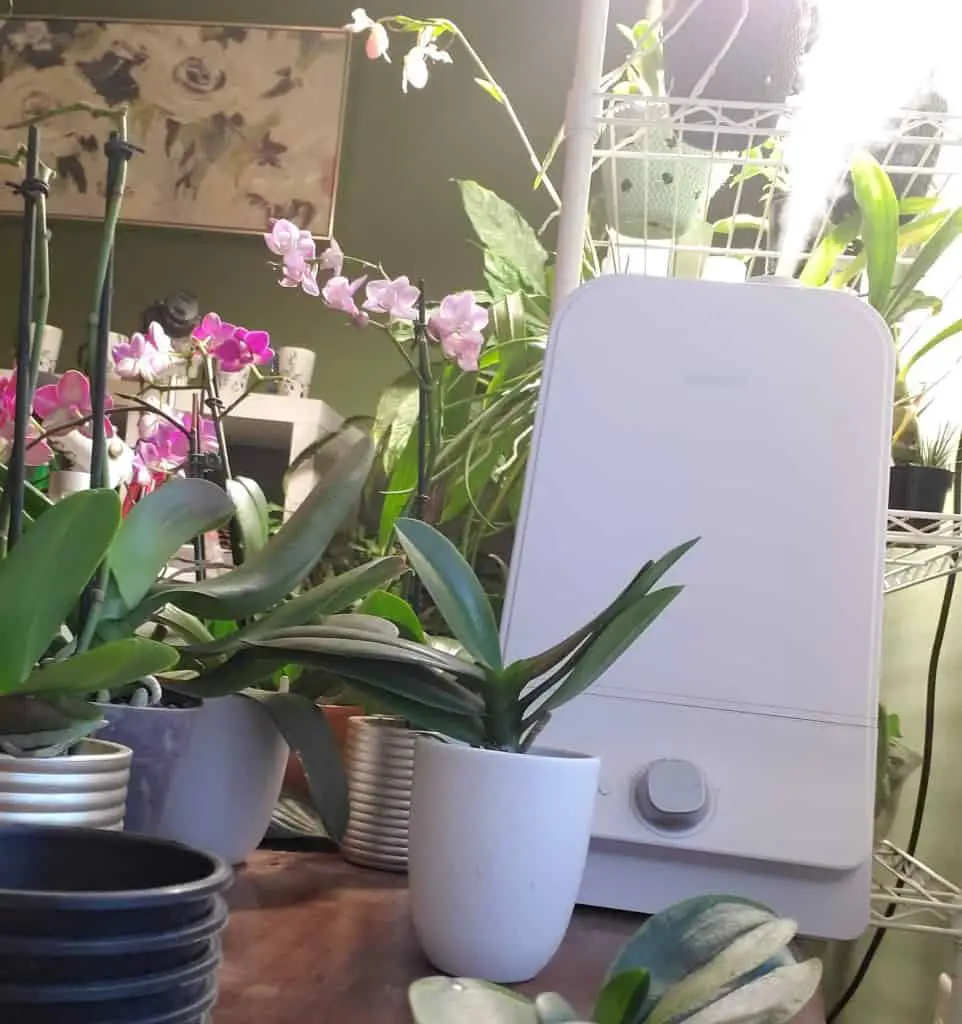 Los mejores humidificadores para orquídeas: reseñas de productos
