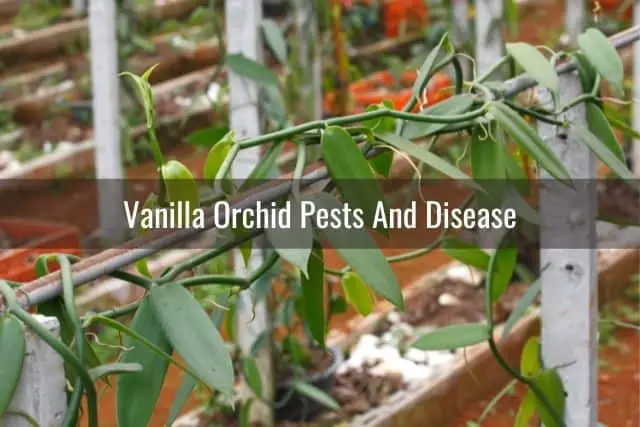 Todo sobre el cuidado y la propagación de orquídeas de vainilla