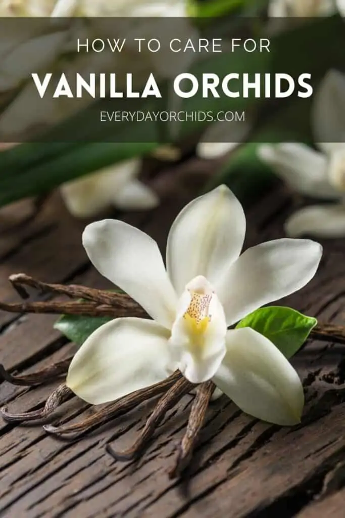 Todo sobre el cuidado y la propagación de orquídeas de vainilla
