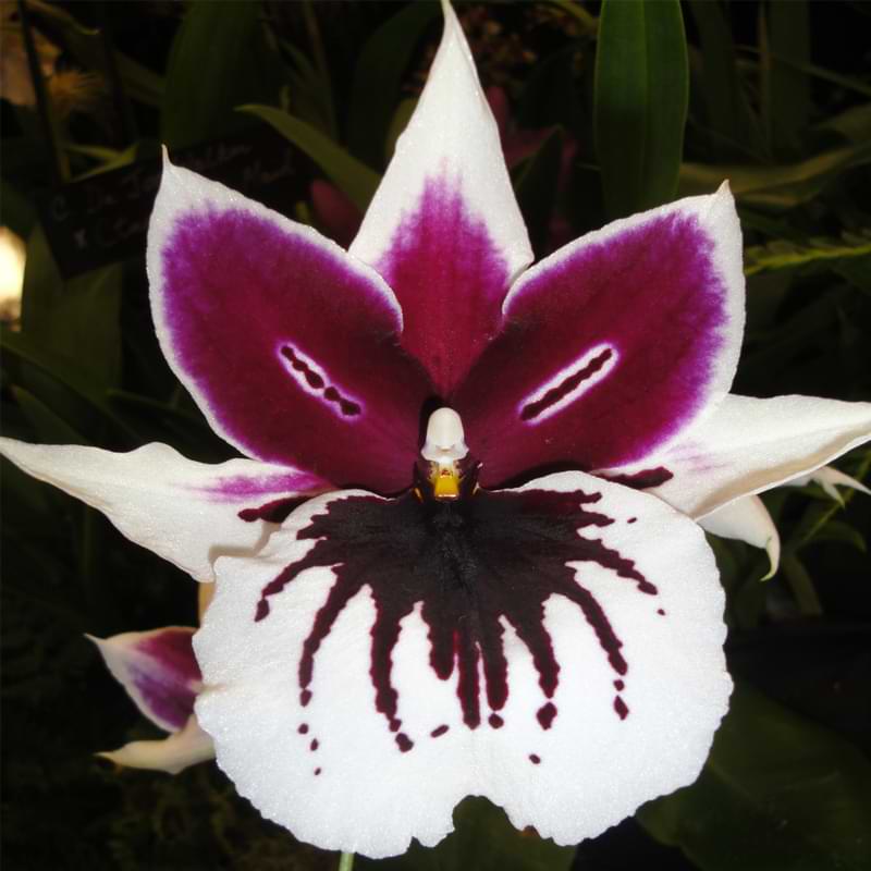 Cuidado de las orquídeas Miltonia | Guía de cultivo de orquídeas pensamiento