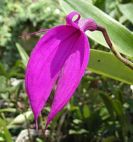 Orquídeas Masdevallia: guía completa de cuidado y trucos para interiores