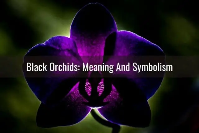 Orquídeas Negras: Lo Que Necesitas Saber