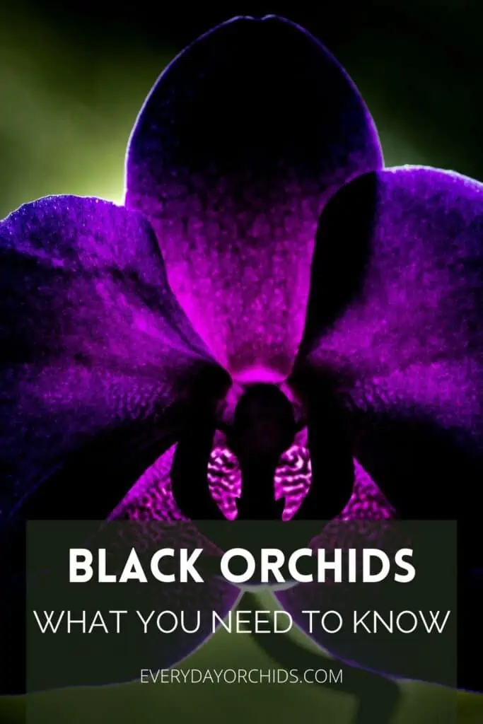 Orquídeas Negras: Lo Que Necesitas Saber