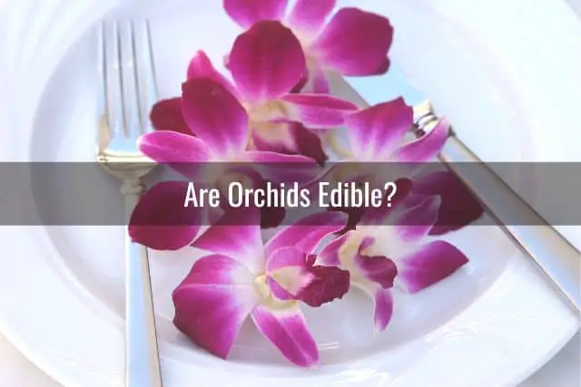 ¿Son comestibles las orquídeas? Datos divertidos y cómo usarlos