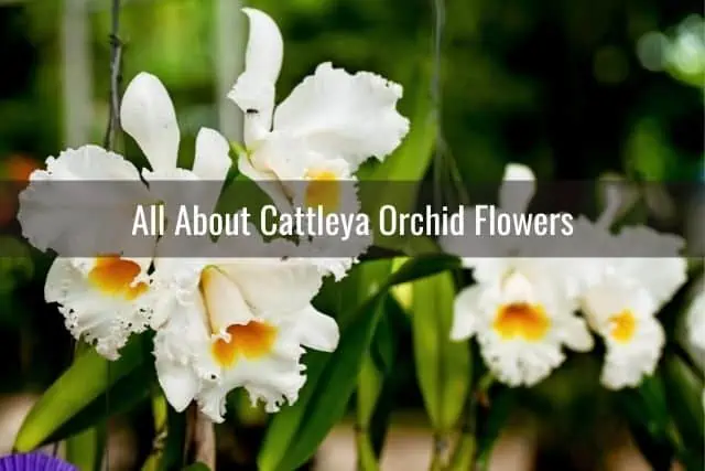 Cuidado de las orquídeas Cattleya: una guía completa