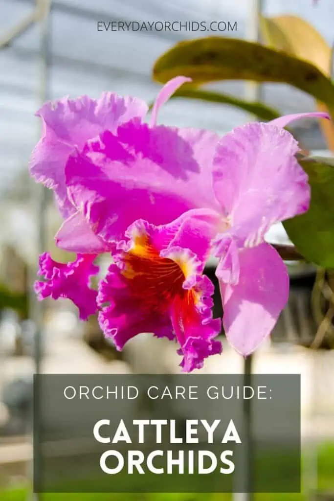 Cuidado de las orquídeas Cattleya: una guía completa