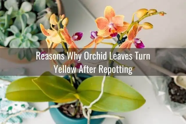 ¿Por qué las hojas de las orquídeas se vuelven amarillas después de trasplantarlas?