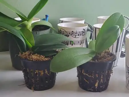 ¿Con qué frecuencia se deben regar las orquídeas Phalaenopsis?
